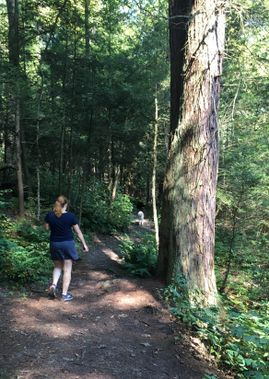 A hiker walks along the Virgin Hemlock Trail