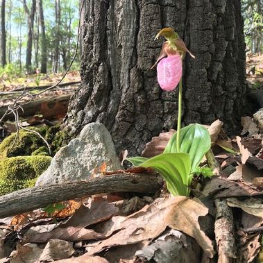 A Pink Lady Slipper blooming at Coopers Rock