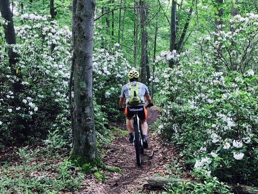 A mountain biker rides through blooming Mountain Laurel shrubs