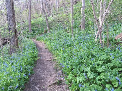 An arboretum trail surrounded by thousands of bluebells