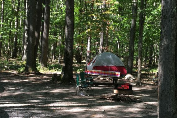 A tent site at Rhododendron Campground in Coopers Rock State Forest