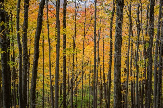 Fall colors within the forest at Canaan Valley