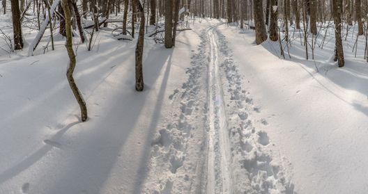 Ski tracks on Roadside Trail at Coopers Rock