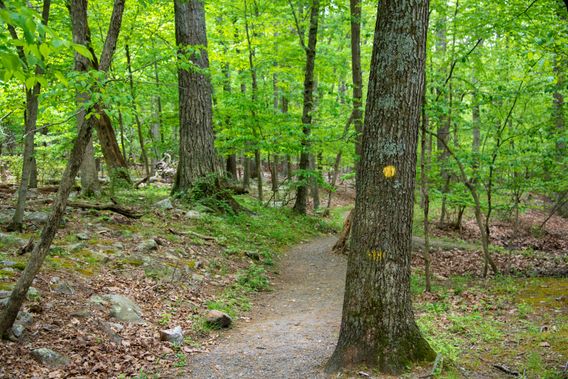A hiking trail at Cacapon State Park
