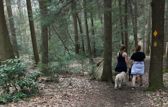 Two people with dogs hike on Clay Run Trail at Coopers Rock