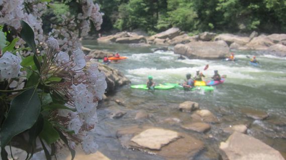 Kayakers play in a hole on the Lower Yough with a Mountain Laurel blooming in the foreground