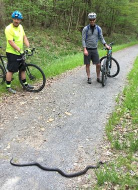 A black snake makes its way across the trail as cyclists watch