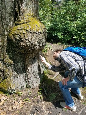 A person looking at a burl on a tree