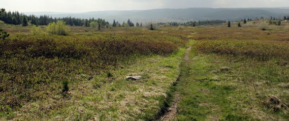 A trail on the Dolly Sods Plateau