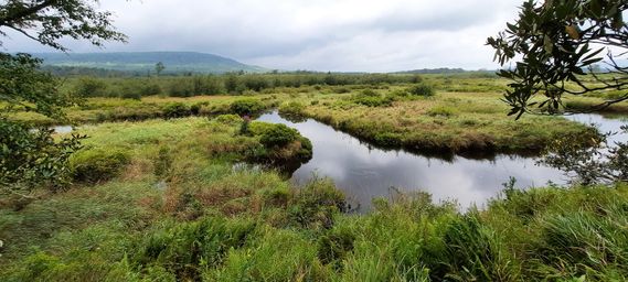 A meander in Blackwater River in Canaan Valley