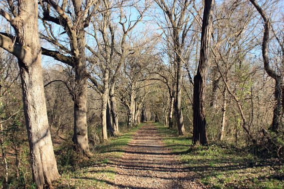 Large trees line the C & O Canal Towpath