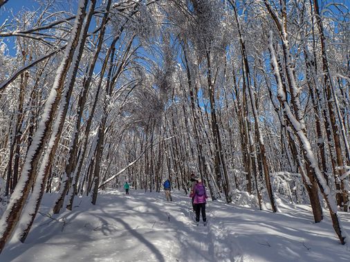Cross Country Skiers move through the snow covered forest 