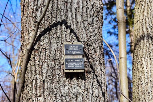 A Basswood tree with an identification plaque
