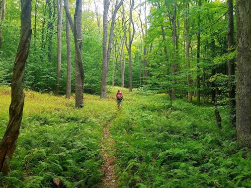 Backpackers hike along a trail